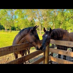 ISO English Horse Tack